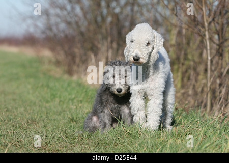 Bedlington Terrier Erwachsenen Hund und Welpen sitzen Stockfoto