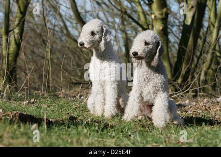 Bedlington Terrier zwei Erwachsene sitzen Hund Stockfoto