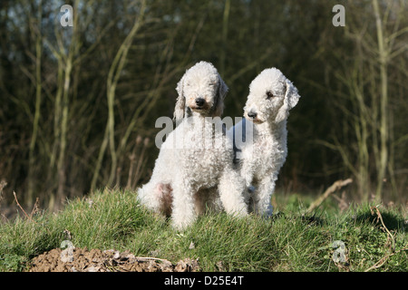 Bedlington Terrier zwei Erwachsene sitzen Hund Stockfoto