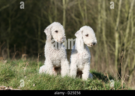 Bedlington Terrier zwei Erwachsene sitzen Hund Stockfoto