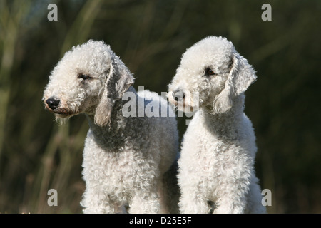 Bedlington Terrier zwei Erwachsene Porträt Profil Hund Stockfoto