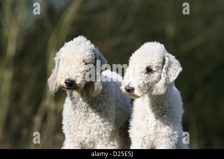 Zwei Erwachsene Porträt Bedlington Terrier Hund Stockfoto