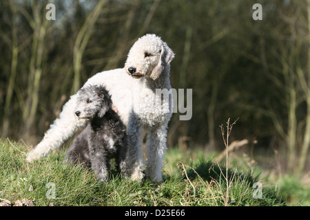 Bedlington Terrier Erwachsenen Hund und Welpen Stockfoto