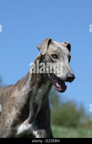 Hund englischer Greyhound Erwachsenen Porträt Profil Stockfoto