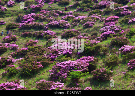 Rhododendron-Feld in Sensui Gorge, Präfektur Kumamoto Stockfoto