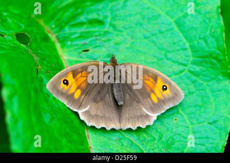 Wiese braun Schmetterling ruht auf einem Dock Blatt UK Stockfoto