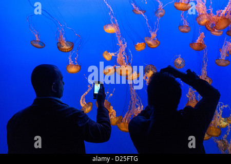 Quallen an der Monterey Bay Aquarium Kalifornien USA von 2 Personen fotografiert Stockfoto