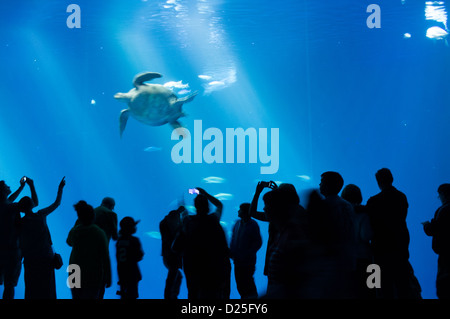 Besucher fotografieren eine Schildkröte im Monterey Bay Aquarium Stockfoto