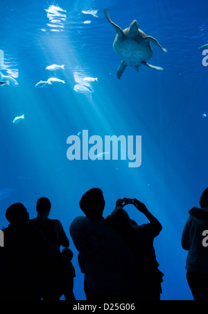 Besucher fotografieren eine Schildkröte im Monterey Bay Aquarium Stockfoto