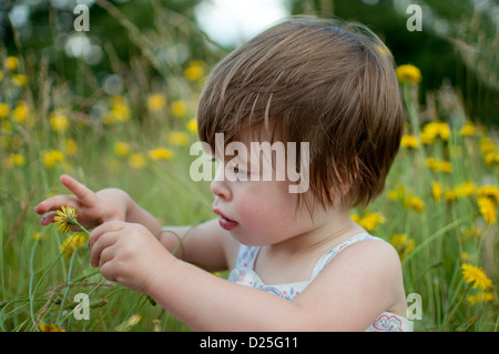 Ein kleines Mädchen sitzt auf einer Wiese, auf der Suche in einer wilden Blume Stockfoto