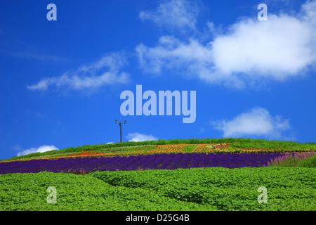 Blumenwiese im Hinode Park, Hokkaido Stockfoto