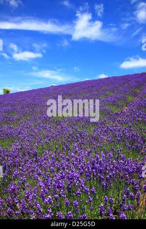 Blumenwiese im Hinode Park, Hokkaido Stockfoto