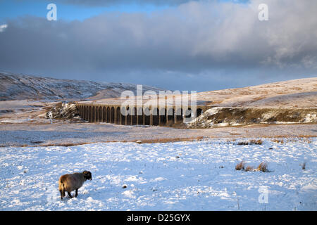 Schafe in der Nähe von schneebedeckten Ribblehead Viadukt über das Tal des Flusses Ribble, in North Yorkshire, Nordengland, Januar 2013. Winterharte Tiere sammeln sich im Abendlicht für Reste von Tierfutter, die der lokale Bergbauer bei eisigen, verschneiten Wetter mit schneebedeckten Mooren zur Verfügung stellt. Die eingeweihten swaledale Schafe werden durch den Widder mit rotem Ocker markiert, um den Zuchtstatus anzuzeigen und die Identifizierung zu unterstützen. Stockfoto