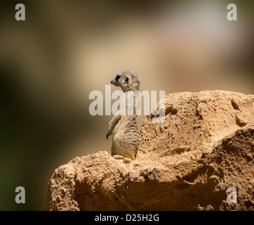 Ein Suricata steht Wache. Stockfoto