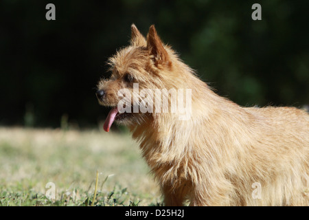 Hund Norwich Terrier adult Porträt Profil Stockfoto