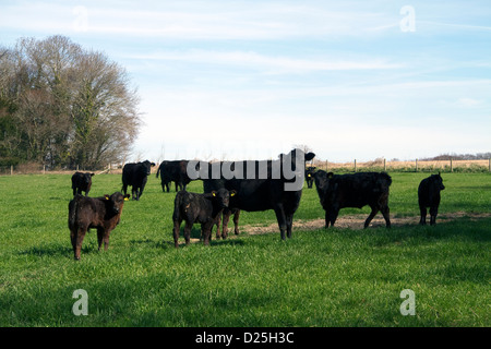 Black Kühe und Kälber schwarz in einem Feld Stockfoto