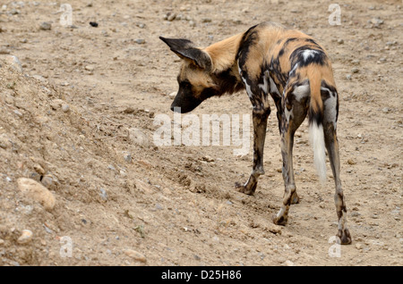 Afrikanischer Wildhund (LYKAON Pictus) von hinten gesehen Stockfoto