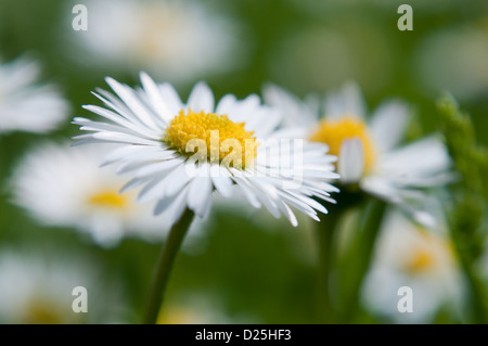 Gänseblümchen in einem Feld Stockfoto