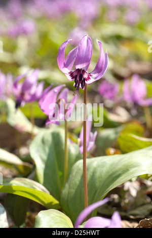 Japanische Hunde Zahn violette Blüten Stockfoto