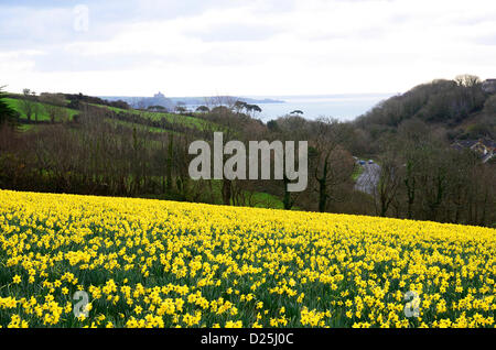 Narzissen im Frühjahr in der Nähe von Penzance, Cornwall, UK Stockfoto