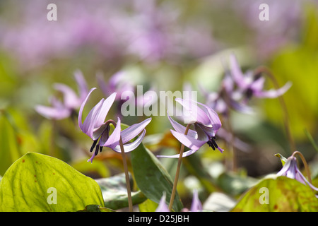 Japanische Hunde Zahn violette Blüten Stockfoto