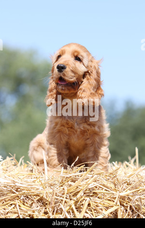 Hund English Cocker Spaniel Welpen (rot) sitzt auf dem Stroh Stockfoto