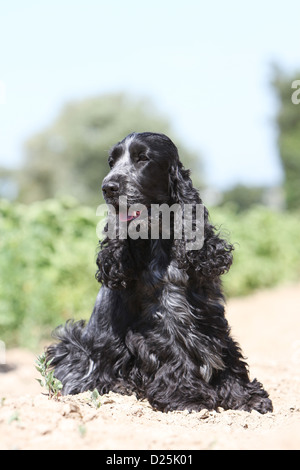 Hund-English Cocker Spaniel-Erwachsenen (blue Roan) sitzen Stockfoto