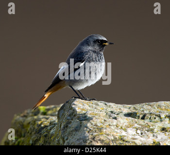 Black Redstart auf einem Felsen (Phoenicurus Ochruros) Stockfoto