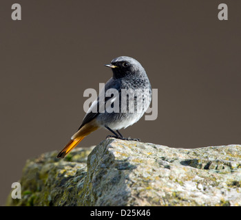 Black Redstart auf einem Felsen (Phoenicurus Ochruros) Stockfoto