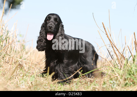 Hund English Cocker Spaniel Erwachsener (schwarz) stehen in einem Feld Stockfoto
