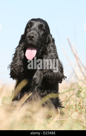 English Cocker Spaniel Hund adult (schwarz) Porträt Stockfoto