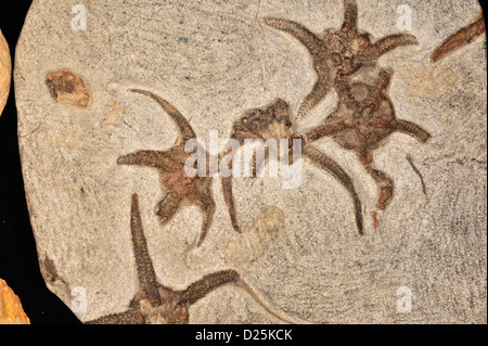 Fossil spröde Meer Sterne, Ophiuroides SP., Ordovician Periode Stockfoto