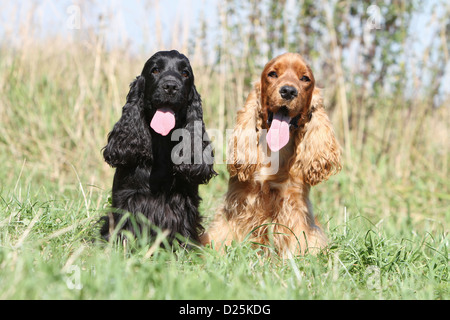 Hund, English Cocker Spaniel zwei Erwachsene verschiedenen Farben (schwarz, rot) sitzt auf einer Wiese Stockfoto