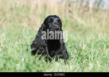 Hund English Cocker Spaniel Erwachsener (schwarz) auf einer Wiese liegend Stockfoto
