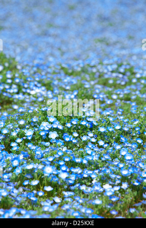 Baby Blau-Augen Blumen, Präfektur Ibaraki Stockfoto