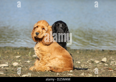 Hund English Cocker Spaniel zwei Welpen (rot und schwarz) sitzen am Strand Stockfoto