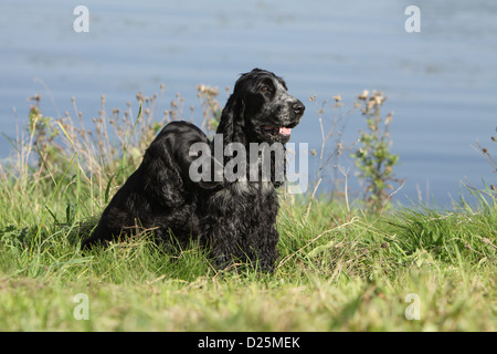 English Cocker Spaniel Erwachsenen Hund und Welpen (Black &amp; Blue roan) sitzen Stockfoto