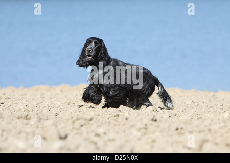 Hund English Cocker Spaniel Erwachsener (blue Roan) stehen in einem Feld Stockfoto