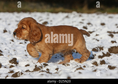 English Cocker Spaniel Welpen (rot) stehen Hundepfote wuchs in Schnee Stockfoto