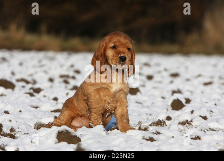 Hund English Cocker Spaniel Welpen (rot) sitzen im Schnee Stockfoto