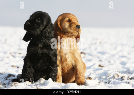 Hund English Cocker Spaniel zwei Welpen (schwarz und rot) sitzen im Schnee Stockfoto