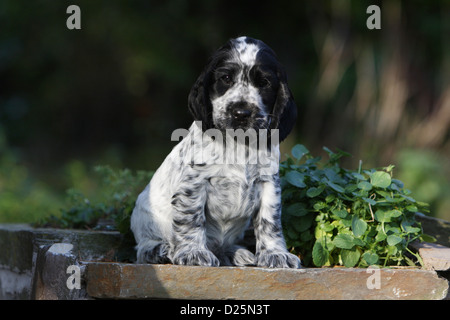 English Cocker Spaniel Welpen (blue Roan) sitzenden Hund Stockfoto