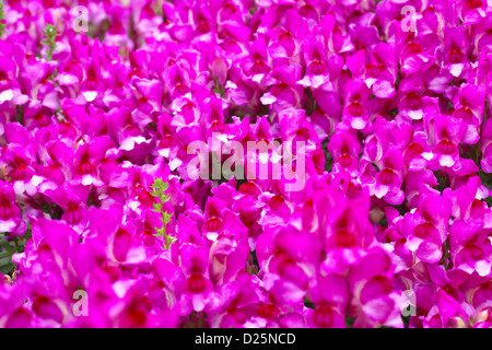 Löwenmaul Blumen Stockfoto