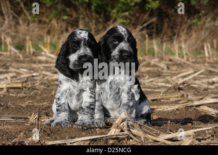 English Cocker Spaniel zwei Hundewelpen (blue Roan) sitzen in einem Feld Stockfoto