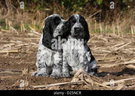 English Cocker Spaniel zwei Hundewelpen (blue Roan) sitzen in küsst ein Feld Stockfoto