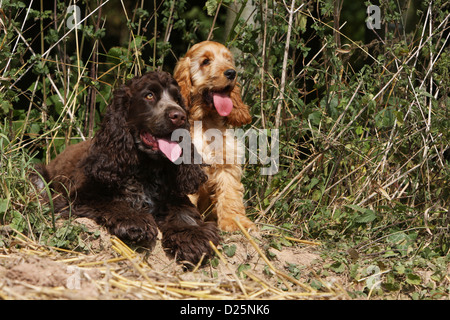 English Cocker Spaniel Erwachsenen Hund und Welpen (braun und rot) sitzt Stockfoto