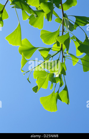 Ginkgo-grüne Blätter und blauer Himmel Stockfoto