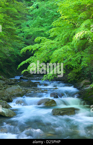 Bergbach im Nishizawa Tal, Präfektur Yamanashi Stockfoto