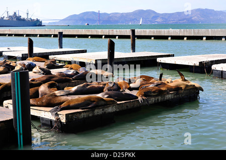 Seelöwen, Pier 39, Fisherman Wharf, San Francisco Stockfoto