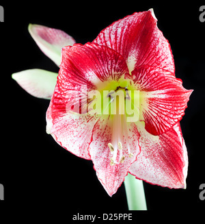 "Flamenco Queen' Hippeastrum, Amaryllis (Hippeastrum x hortorum) Stockfoto